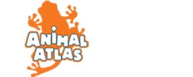 Animal Atlas | Cisneros Media Distribution